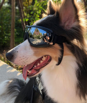 Dog sunglasses